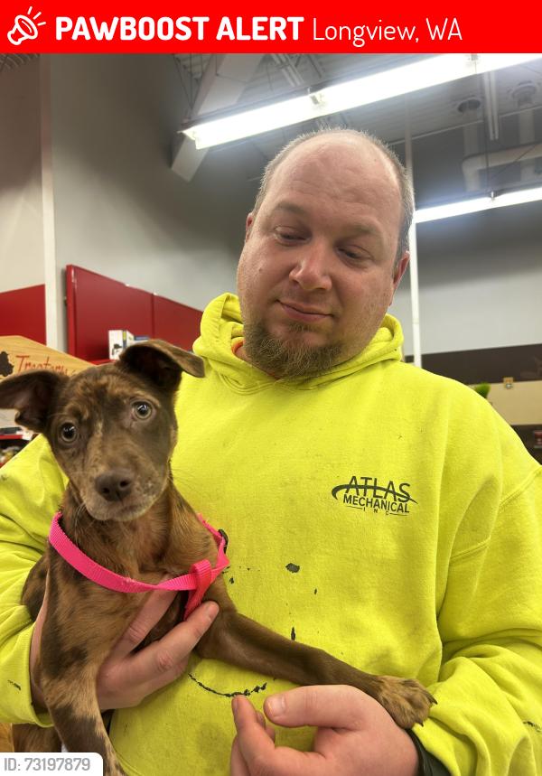Lost Female Dog last seen Alabama, Longview, WA 98632