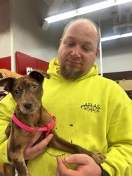Lost Female Dog last seen Alabama, Longview, WA 98632
