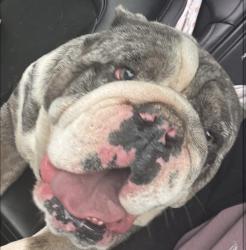 Lost Male Dog last seen Church in Brawley, Fresno, CA 93706