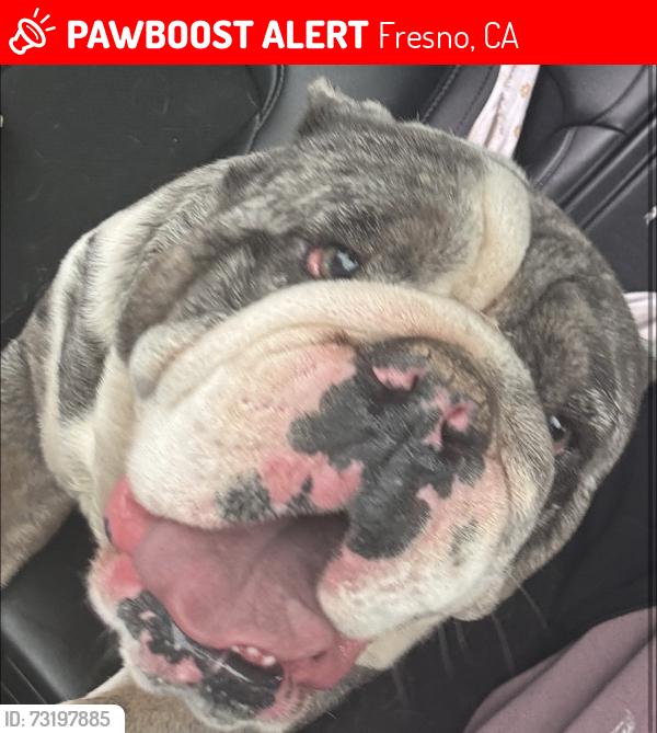 Lost Male Dog last seen Church in Brawley, Fresno, CA 93706