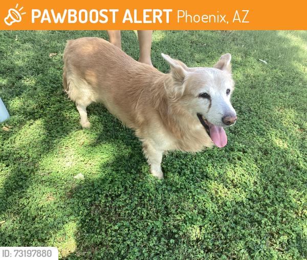 Found/Stray Male Dog last seen 35th & Cactus, Phoenix, AZ 85029