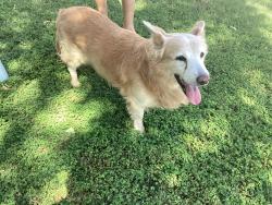 Found/Stray Male Dog last seen 35th & Cactus, Phoenix, AZ 85029