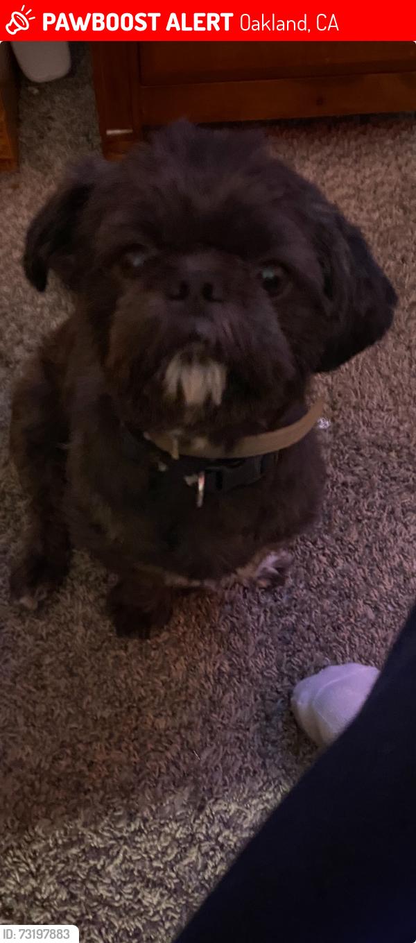 Lost Male Dog last seen Macauthor, Oakland, CA 94605