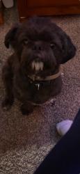 Lost Male Dog last seen Macauthor, Oakland, CA 94605