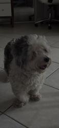 Found/Stray Unknown Dog last seen Judge winikoff and keystone, Palm Beach County, FL 33428