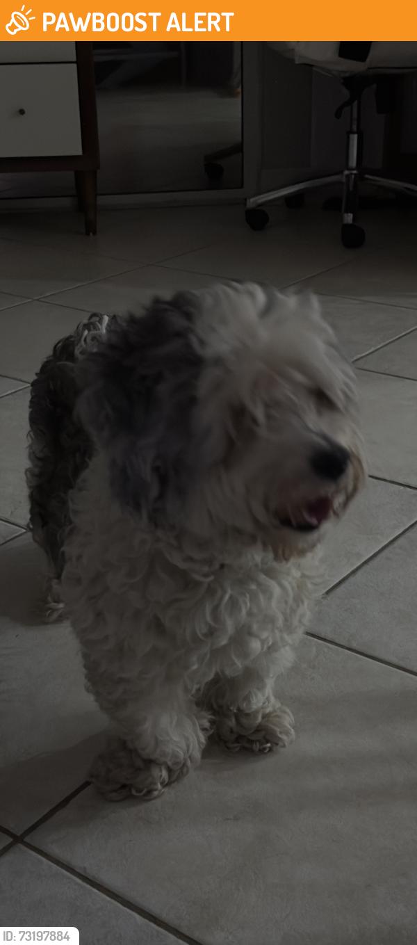 Found/Stray Unknown Dog last seen Judge winikoff and keystone, Palm Beach County, FL 33428