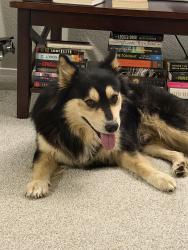 Found/Stray Male Dog last seen Alamo ranch, San Antonio, TX 78253
