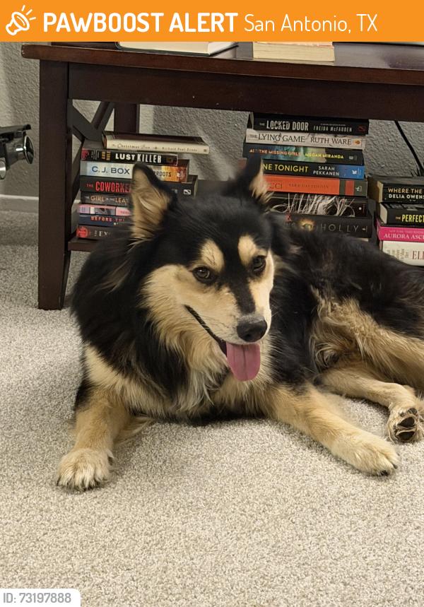Found/Stray Male Dog last seen Alamo ranch, San Antonio, TX 78253