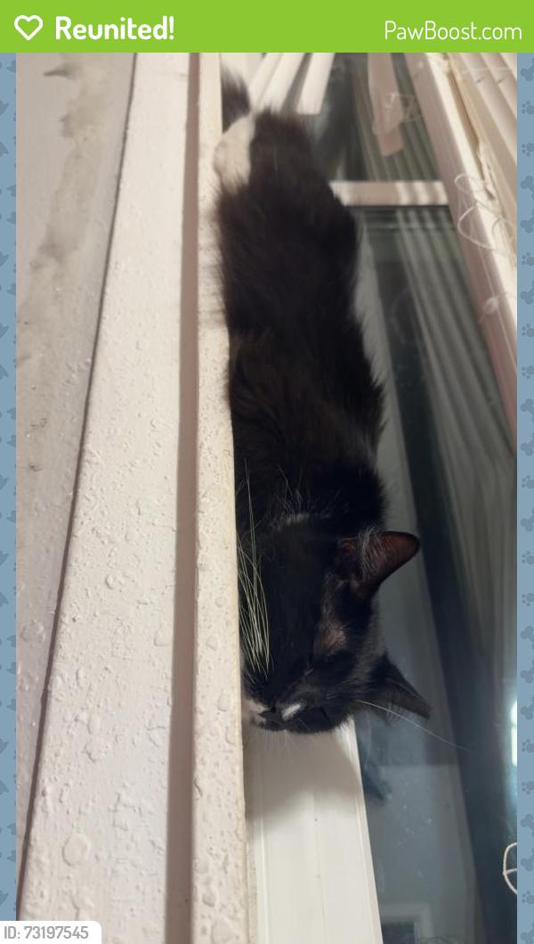 Reunited Female Cat last seen Hickok,, Houston, TX 77047