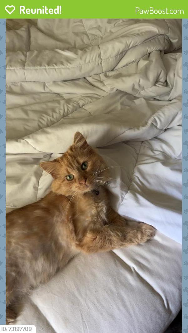 Reunited Male Cat last seen Baum-Walker Stadium, Fayetteville, AR 72701