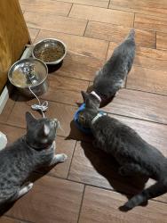 Reunited Male Cat last seen Forest Ave, Castro Valley, CA 94546