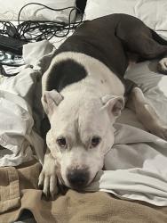 Lost Male Dog last seen Winrock, Houston, TX 77057