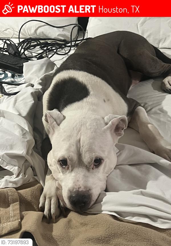 Lost Male Dog last seen Winrock, Houston, TX 77057