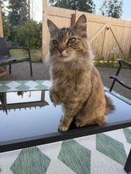 Reunited Unknown Cat last seen Near north frace st, Tacoma, WA 98406
