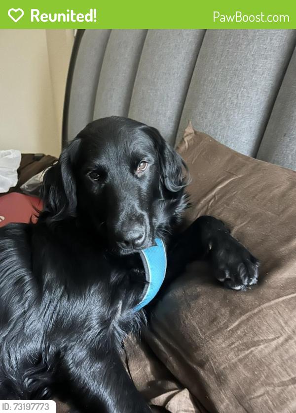 Reunited Male Dog last seen Last seen near the playground in the Winsor or Westridge subdivision, McKinney, TX 75072