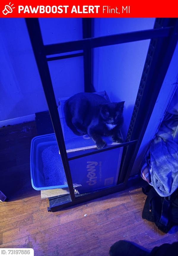 Lost Female Cat last seen Arcade inspirational florists, Flint, MI 48504