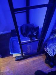 Lost Female Cat last seen Arcade inspirational florists, Flint, MI 48504