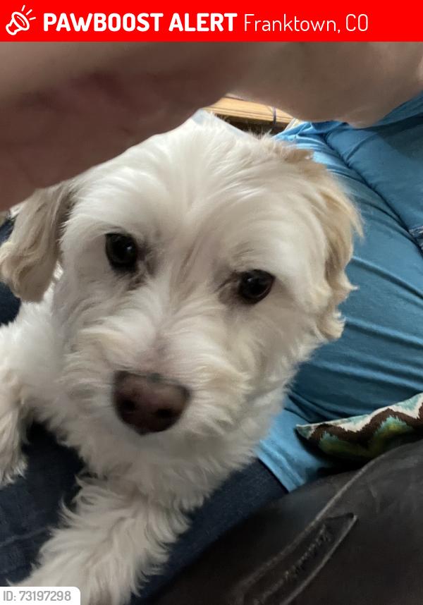 Lost Female Dog last seen Hy 83, Franktown, CO 80116