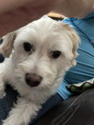 Lost Female Dog last seen Hy 83, Franktown, CO 80116