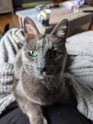 Reunited Male Cat last seen Between 15th & 16th Cedar Street, Everett, WA 98201