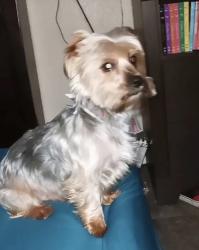 Reunited Male Dog last seen West Hilderbrand avenue, San Antonio, TX 78201