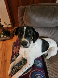 Lost Male Dog last seen Newby, Oak Way, McMinnville, OR 97128