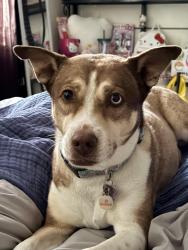 Reunited Female Dog last seen Bear Valley Springs, Deertrail, Tehachapi, CA 93561