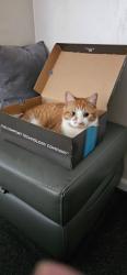 Lost Male Cat last seen Walnut Avenue, Beech Avenue, Greater Manchester, England 