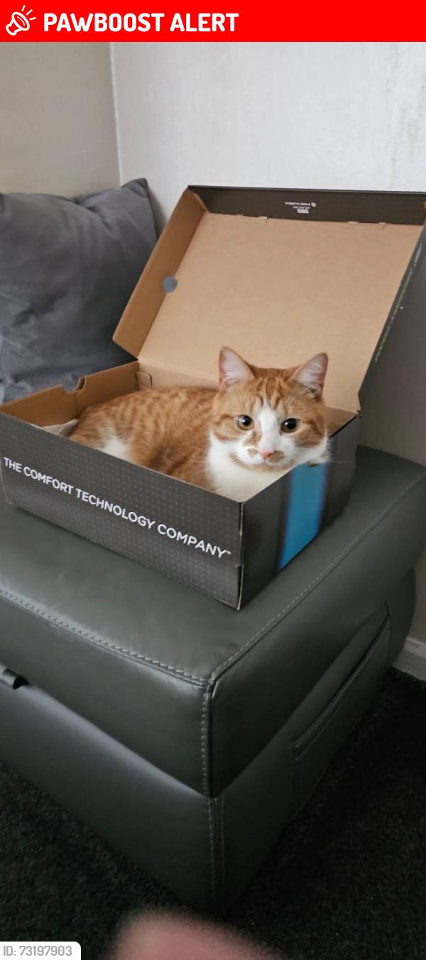 Lost Male Cat last seen Walnut Avenue, Beech Avenue, Greater Manchester, England 