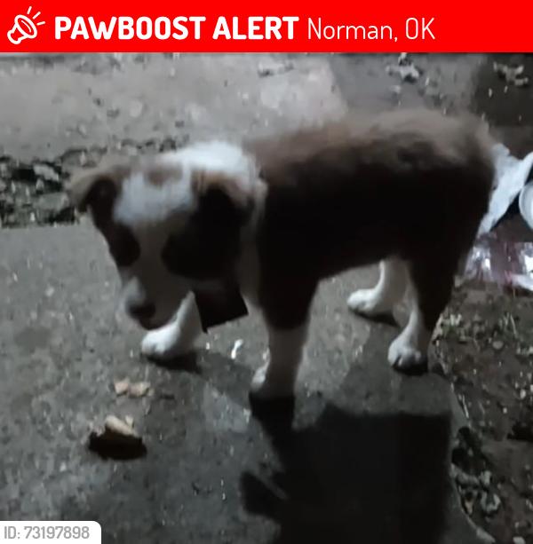 Lost Female Dog last seen West Robinson , woods, Norman, OK 73069