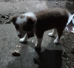 Lost Female Dog last seen West Robinson , woods, Norman, OK 73069