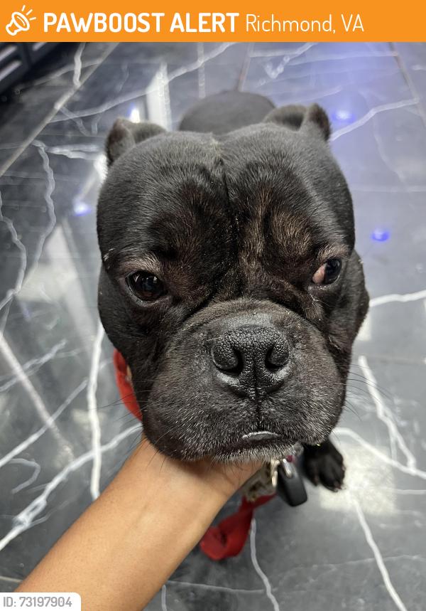 Found/Stray Male Dog last seen Intersection of Richmond Highway and Bellemeade, Richmond, VA 23224