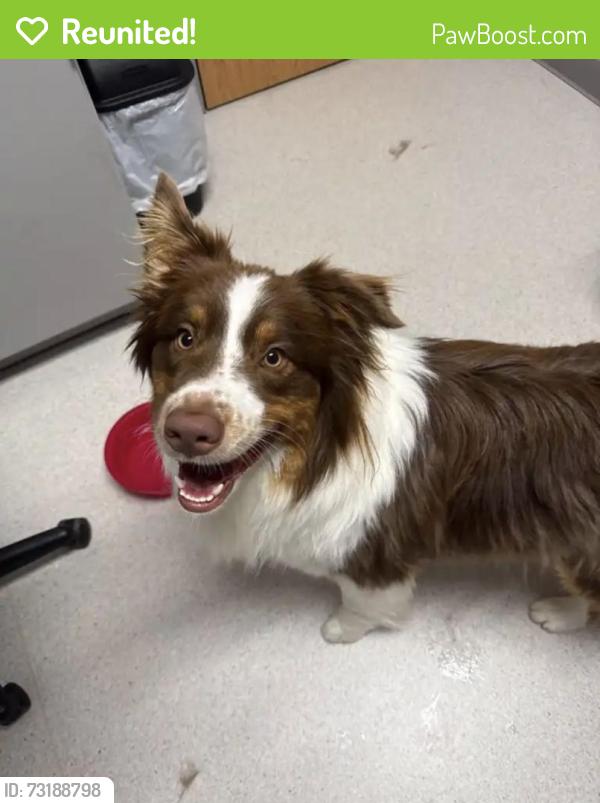Reunited Male Dog last seen Corner of Tallman and Pine Grove Ln, Parker, CO 80138