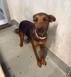 Shelter Stray Female Dog last seen , 4275 Elton St, Baldwin Park, CA 91706, USA