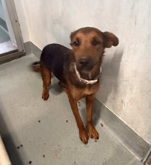 Shelter Stray Female Dog last seen , 4275 Elton St, Baldwin Park, CA 91706, USA
