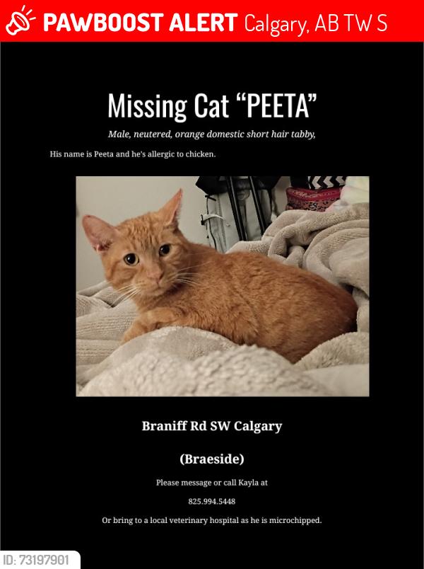 Lost Male Cat last seen Braeside near dog park, Calgary, AB T2W 1S3