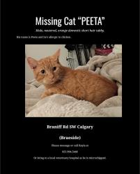 Lost Male Cat last seen Braeside near dog park, Calgary, AB T2W 1S3