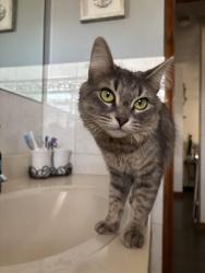 Lost Female Cat last seen Near Belvidere high school, Belvidere, IL 61008