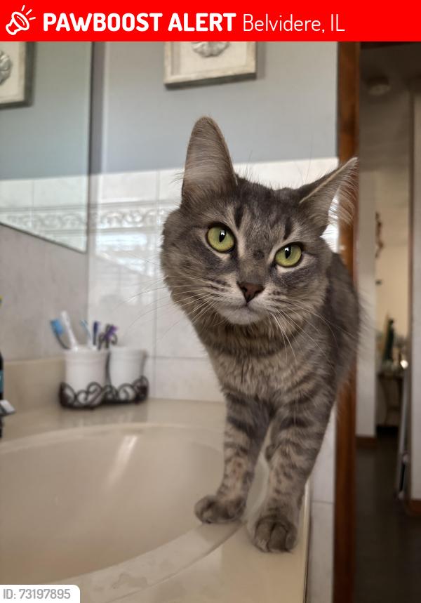 Lost Female Cat last seen Near Belvidere high school, Belvidere, IL 61008