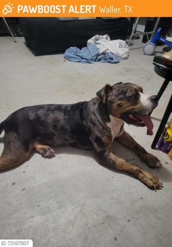Found/Stray Male Dog last seen Badke, Waller, TX 77484