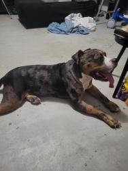Found/Stray Male Dog last seen Badke, Waller, TX 77484