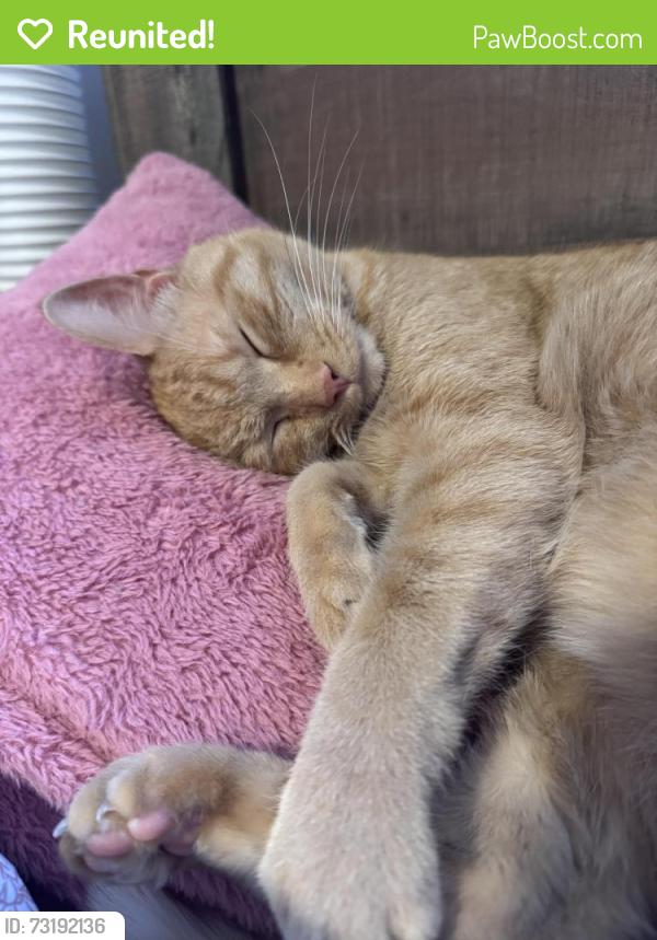 Reunited Male Cat last seen 41st St NW and 38th st NW, Canton, OH 44709
