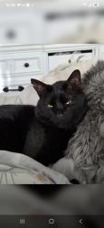Reunited Male Cat last seen Chambers and Mississippi, Aurora, CO 80017
