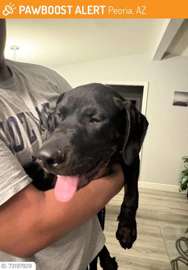 Found/Stray Male Dog last seen 91st ave and peoria, Peoria, AZ 85382