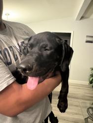 Found/Stray Male Dog last seen 91st ave and peoria, Peoria, AZ 85382