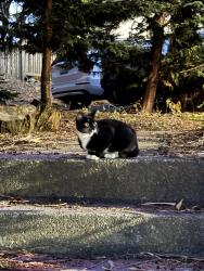 Found/Stray Unknown Cat last seen Holman Ave / 9th Ave NW, Seattle, WA 98117