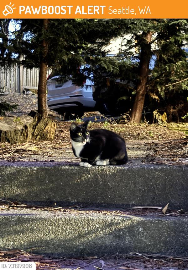 Found/Stray Unknown Cat last seen Holman Ave / 9th Ave NW, Seattle, WA 98117