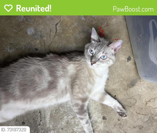 Reunited Male Cat last seen Quick trip on Deen, Fort Worth, TX 76111