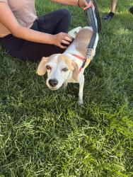 Found/Stray Female Dog last seen 65th/Hamner/Moonriver, Eastvale, CA 91752