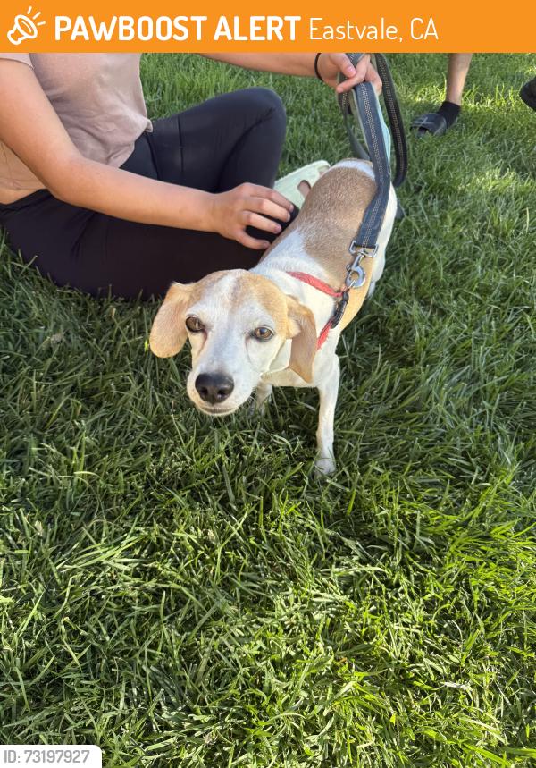 Found/Stray Female Dog last seen 65th/Hamner/Moonriver, Eastvale, CA 91752